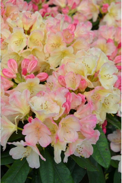 Рододендрон Percy Wiseman весною